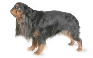 English Toy Spaniel