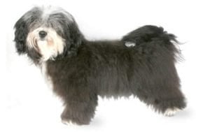 Havanese
