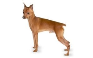 Miniature Pinscher