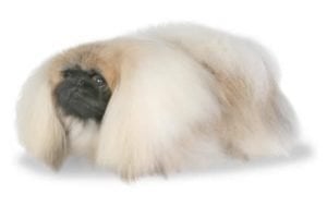 Pekingese