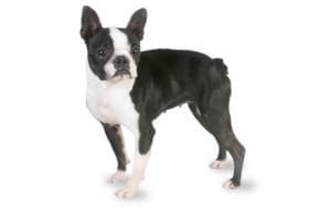 Boston Terrier