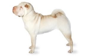 Chinese Shar-Pei