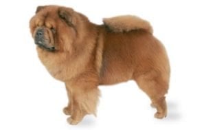 Chow Chow