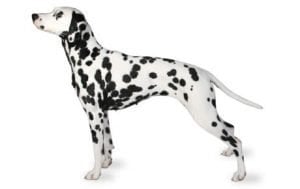Dalmatian