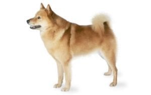 Finnish Spitz