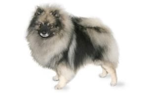 Keeshond