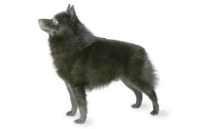 Schipperke
