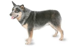 Australian Cattle Dog