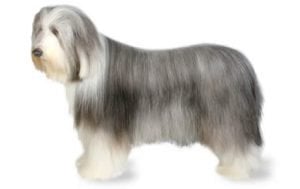 Bearded Collie