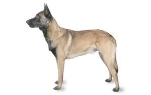 Belgian Malinois