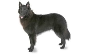 Belgian Sheepdog