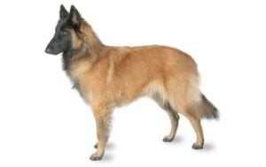 Belgian Tervuren
