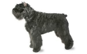 Bouvier des Flandres