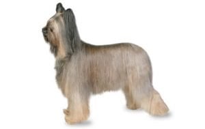 Briard