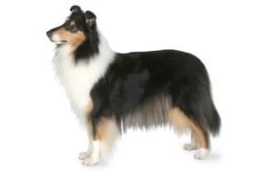 Collie