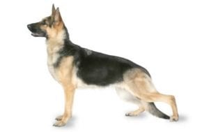 German Shepherd Dog