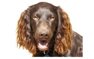 Boykin Spaniel