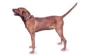 Redbone Coonhound