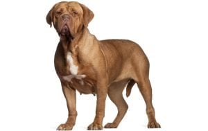 Dogue de Bordeaux