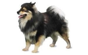 Finnish Lapphund