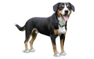Entlebucher Mountain Dog