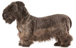 Cesky Terrier