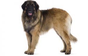 Leonberger
