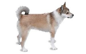 Norwegian Lundehund