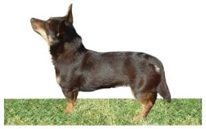 Lancashire Heeler