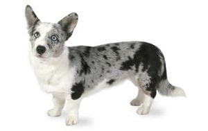 Cardigan Welsh Corgi