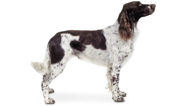 French Spaniel
