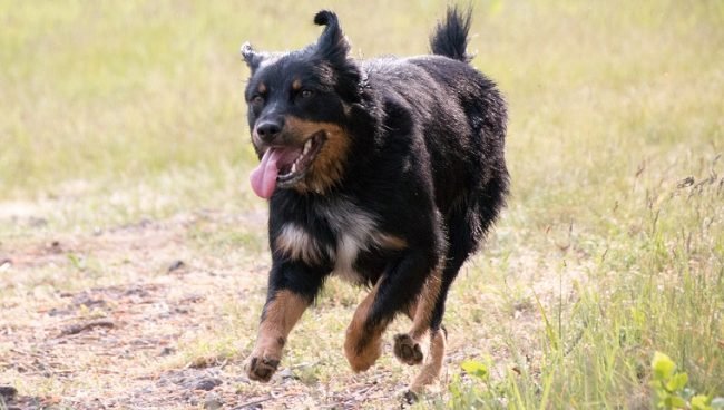 German Shepherd Rottweiler Mix