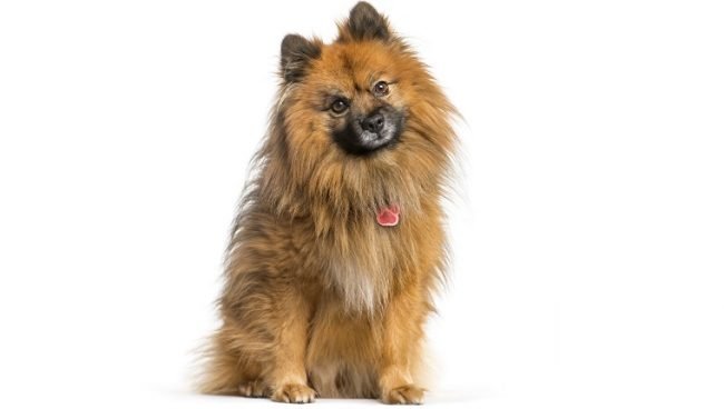 German Spitz