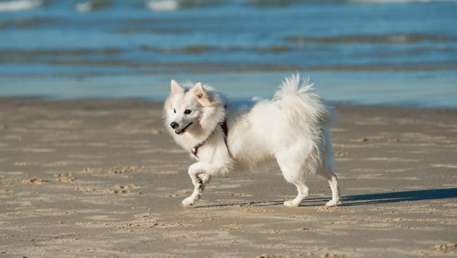 Japanese Spitz
