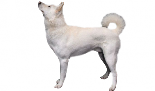 Korean Jindo Dog
