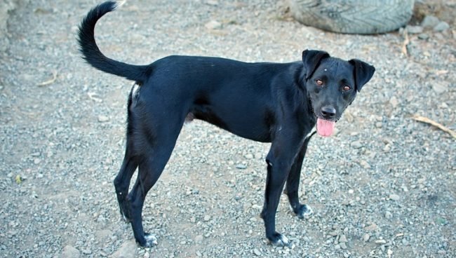 Patterdale Terrier