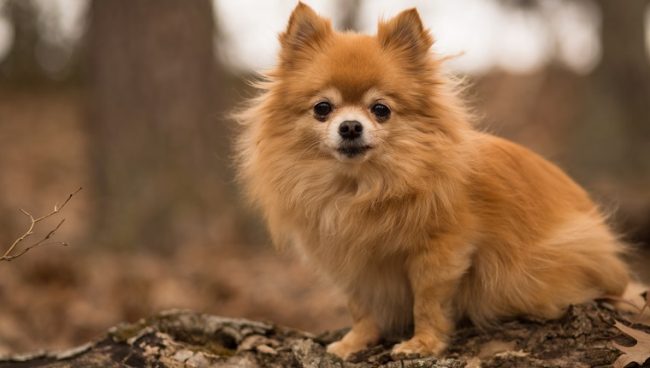 Pomchi