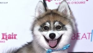 Pomsky