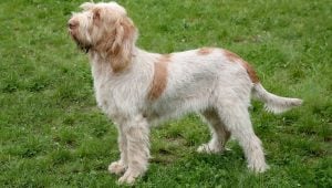 Spinone Italiano