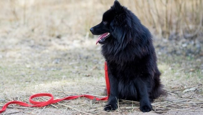 Swedish Lapphund